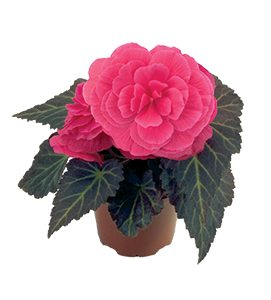 Begonia tuberhybrida F₁ Nonstop® Mocca Pink Shades | Benary